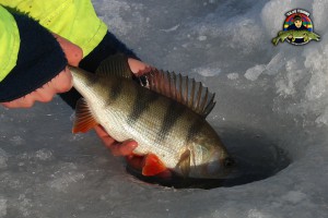 Ismetad abborre återutsläpps