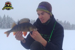 Riktigt fin abborre tagen på ismete