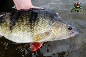Abborre på 1,4 kg påväg tillbaka
