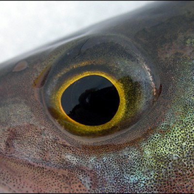 Närbild på abborrens svartgula öga
