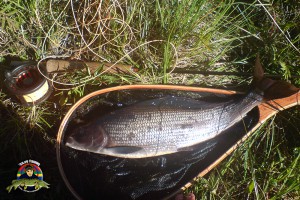 Flugfångad bäckharr på 1150 gr
