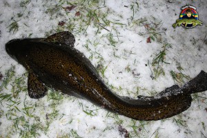 Bottenmetad lake på 3,12 kg