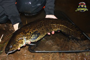 Lake på 4 kilo från Klarälven