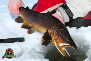 Riktigt fin brunöring påväg tillbaka