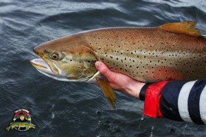 Öring från Vänern på 7-8 kilo