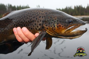 Brunöring på pimpel