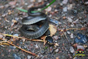 Liten babysnok i försvarsställning