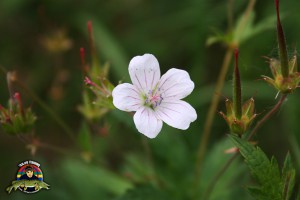 Vit blomma i skogen